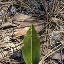 Image of Slipper orchid