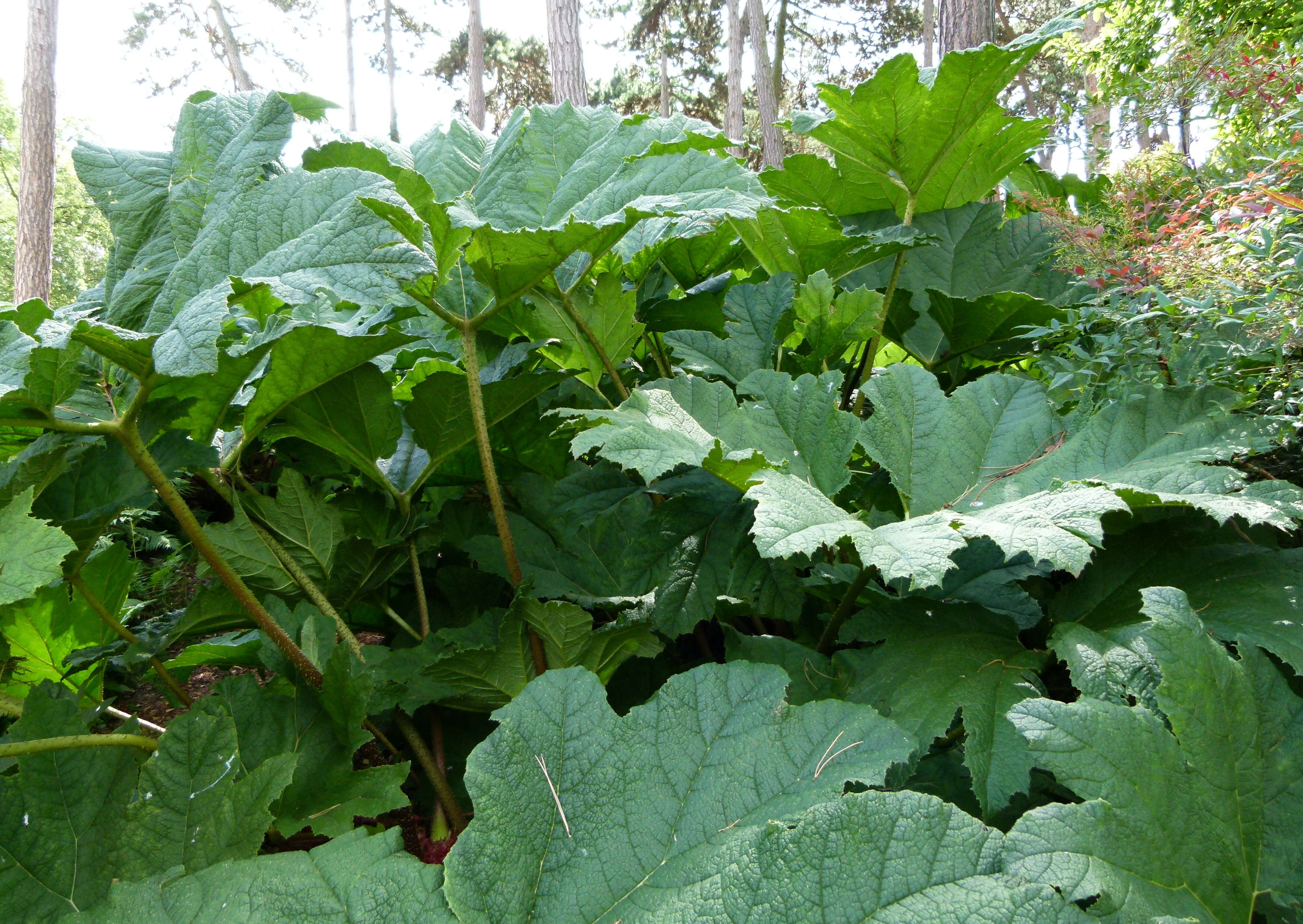 Image of giant rhubarb