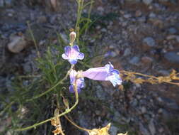 Image de Penstemon dasyphyllus A. Gray