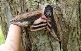 Image of privet hawk-moth