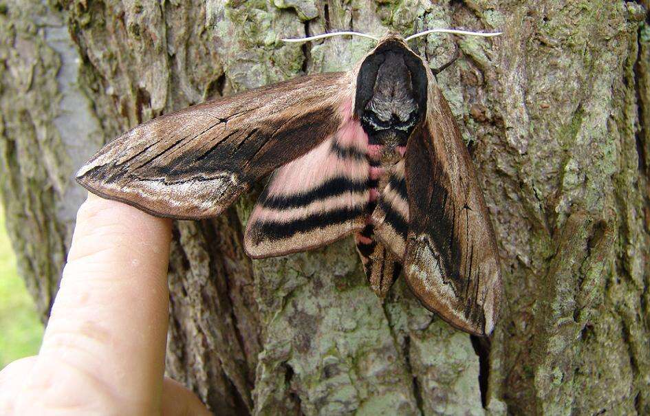 Image of privet hawk-moth