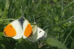 Image of orange tip