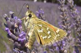 Image of Common Branded Skipper