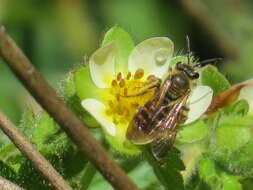 Image of Andrena auricoma Smith 1879