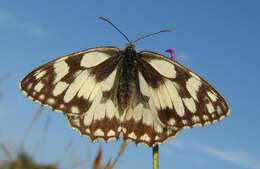 Image of marbled white