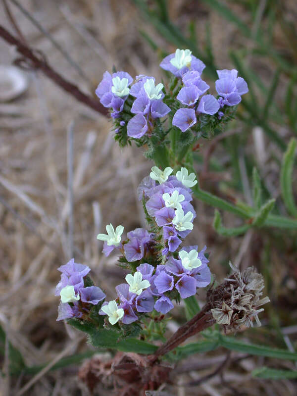 Imagem de Limonium sinuatum (L.) Miller