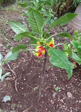 Image of Impatiens niamniamensis Gilg