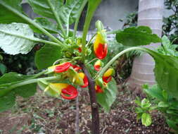 Image of Impatiens niamniamensis Gilg