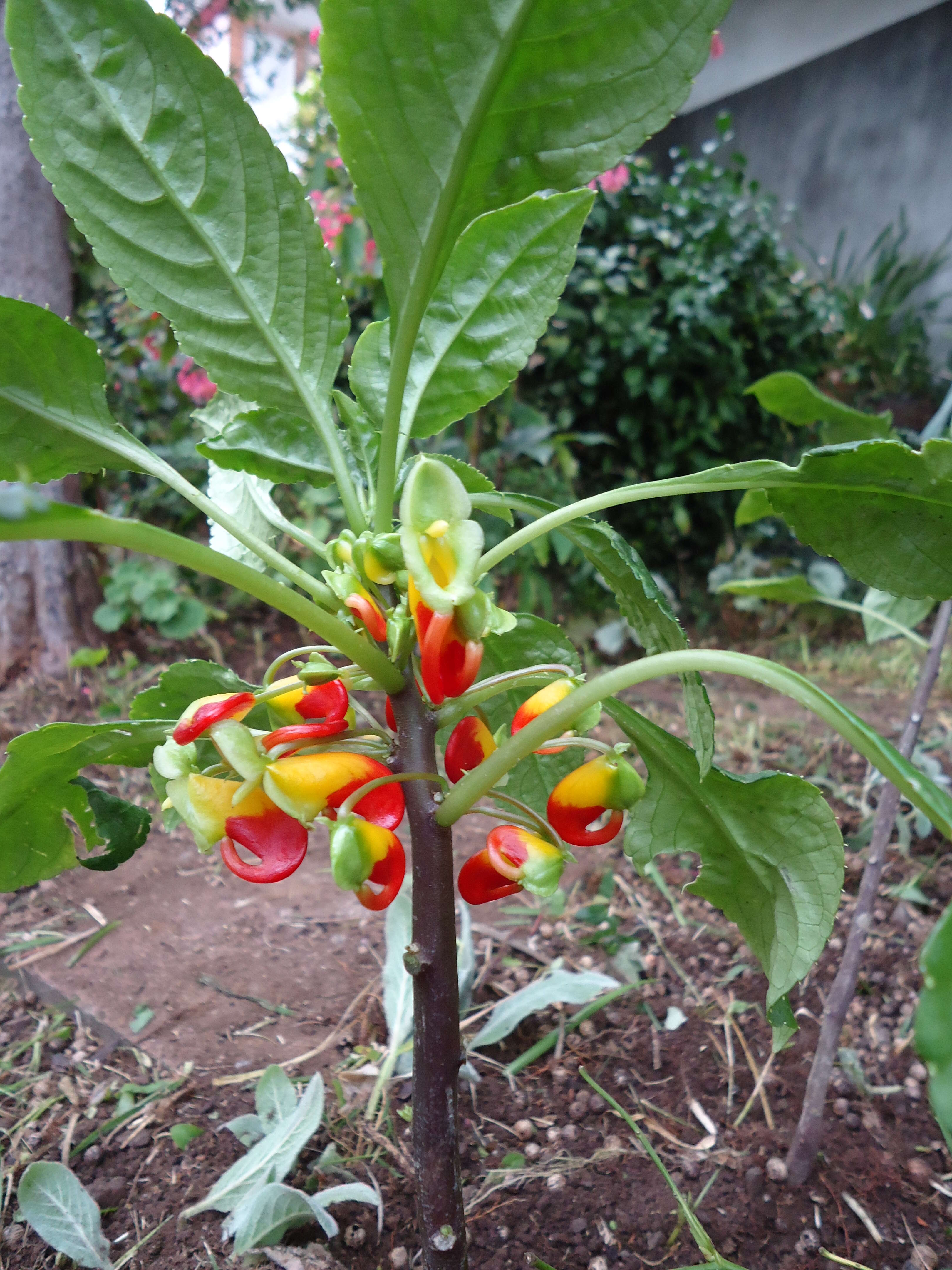 Image of Impatiens niamniamensis Gilg