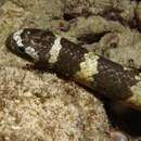 Image of Ijima's Sea Snake