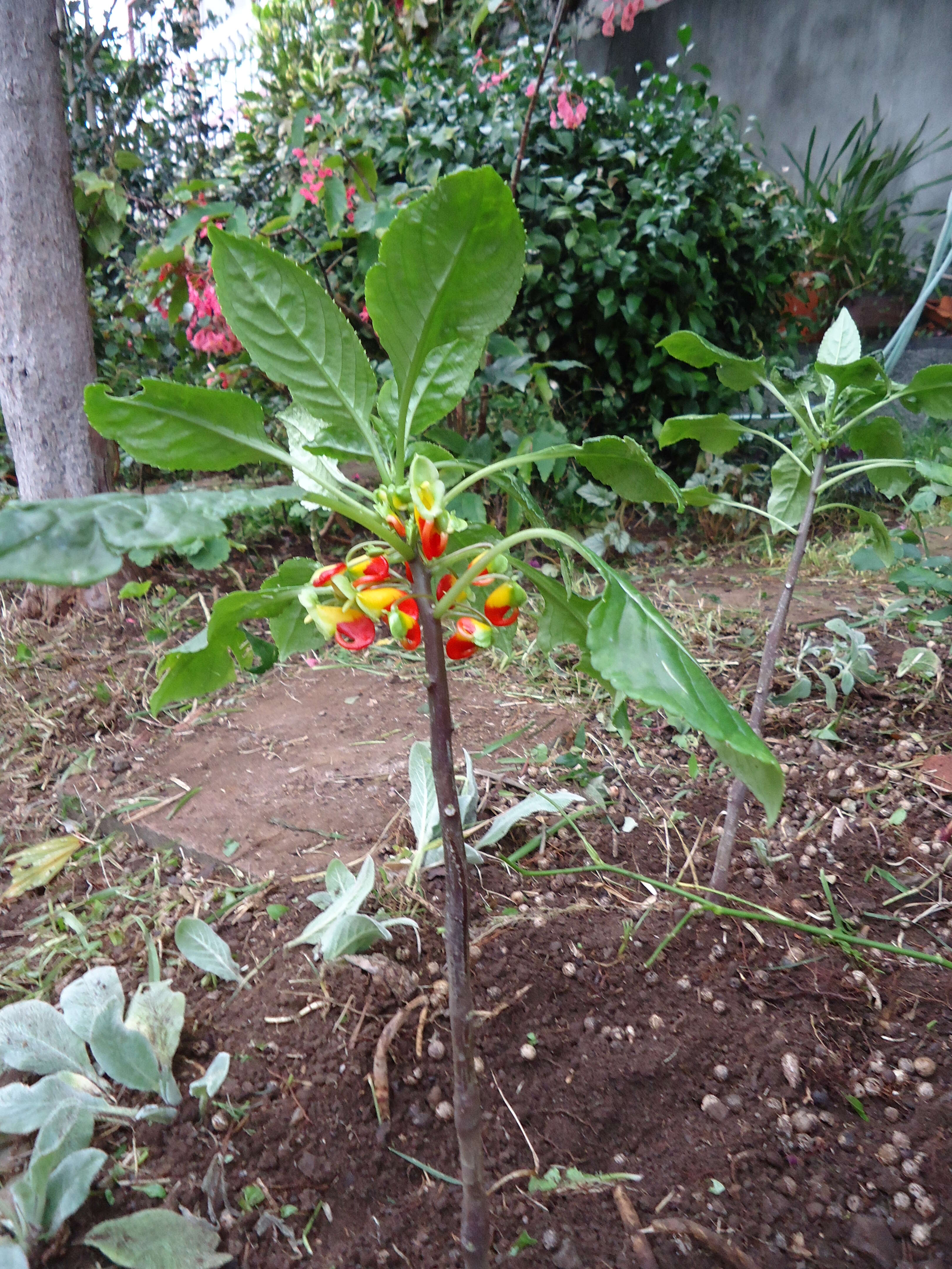 Image of Impatiens niamniamensis Gilg