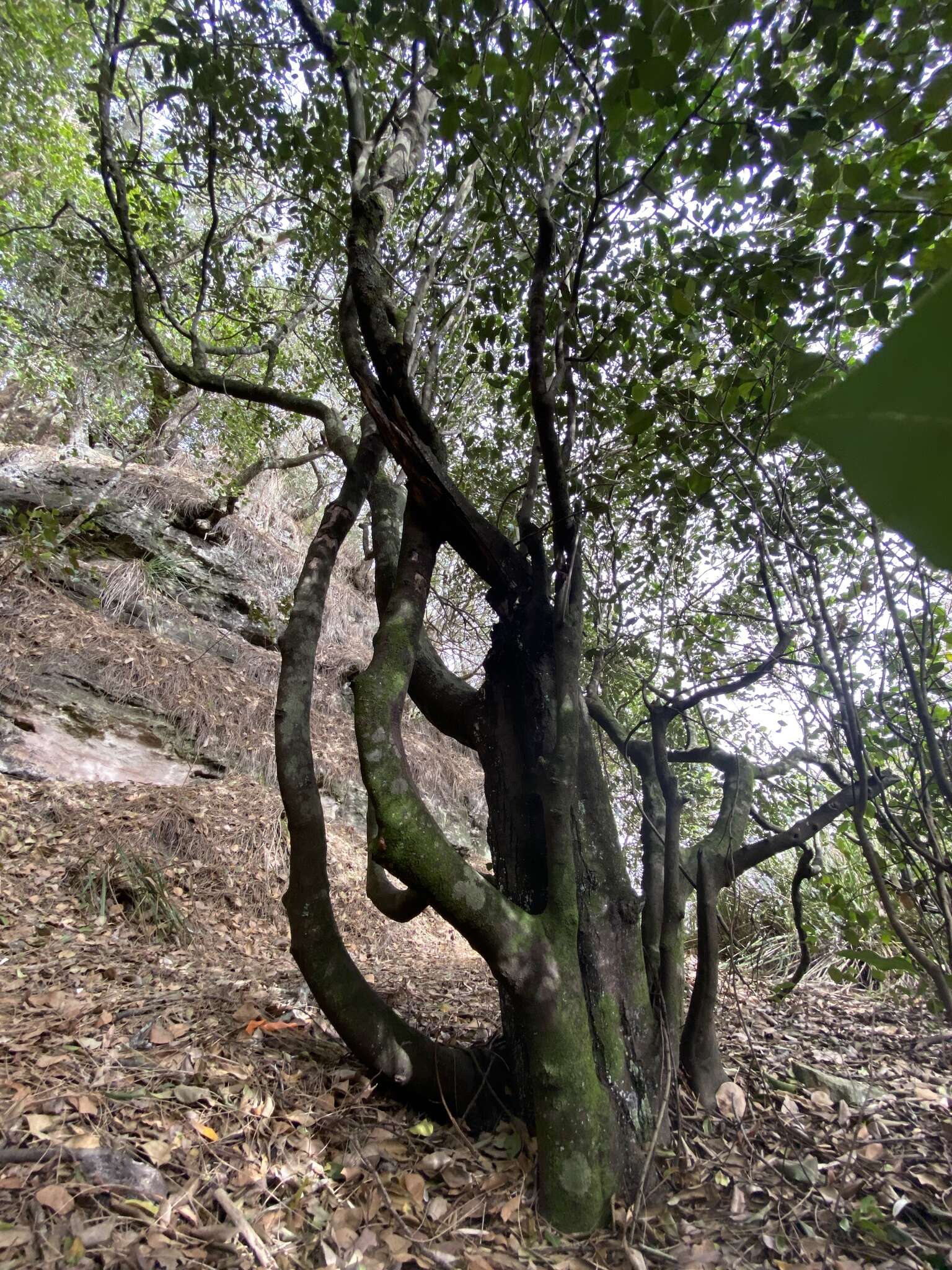 Image of Diospyros australis (R. Br.) Hiern