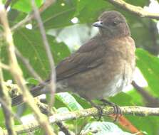 Image of Pale-vented Thrush