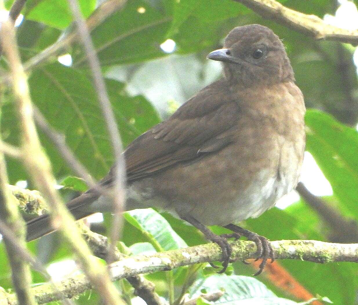 Image of Pale-vented Thrush