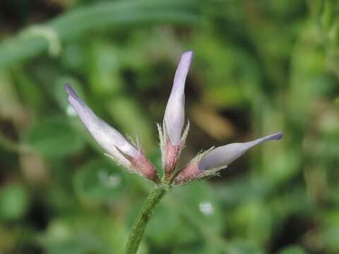 Sivun Vicia ludoviciana Nutt. kuva