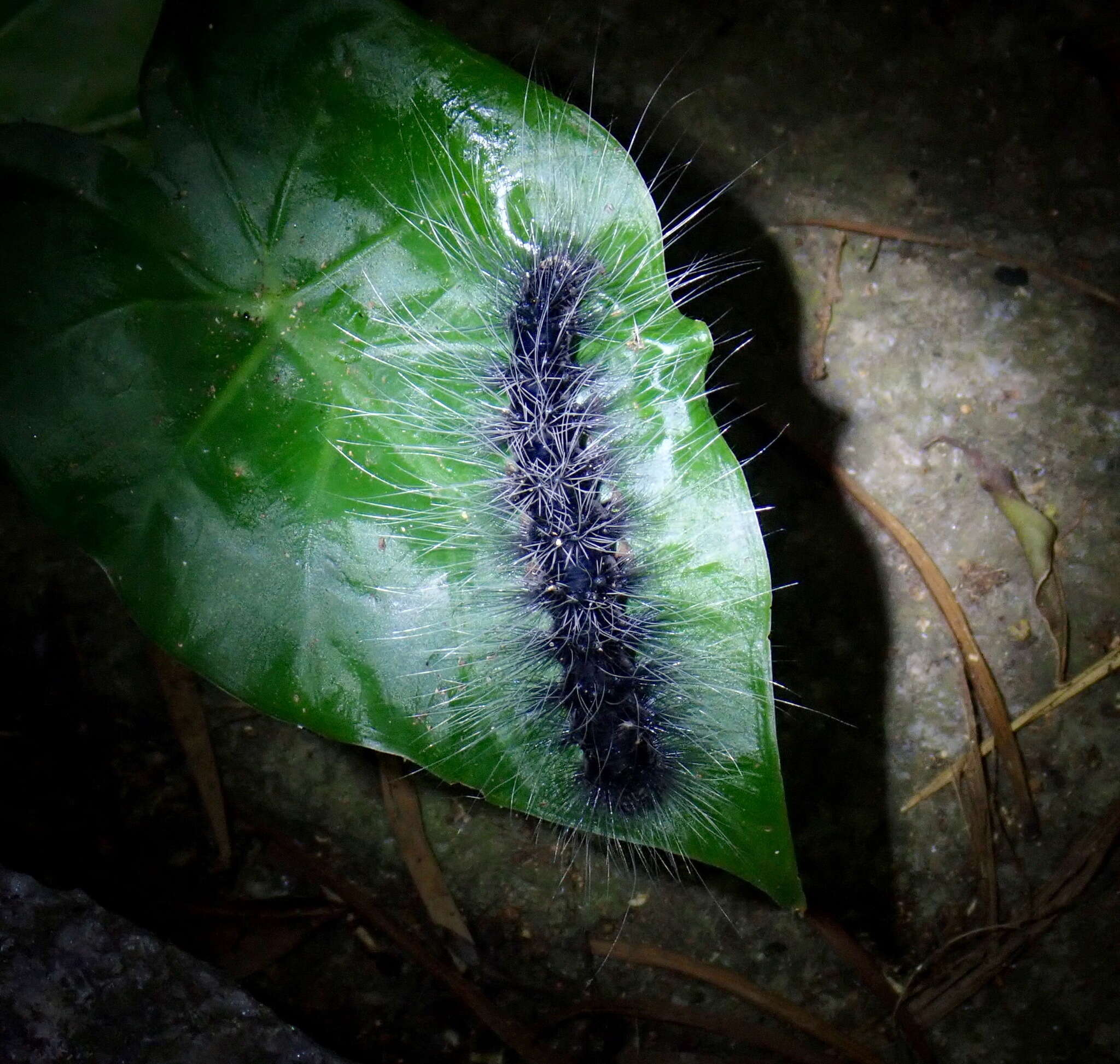 Imagem de Macrobrochis gigas Walker 1854