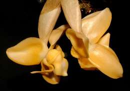 Image of Stanhopea annulata Mansf.