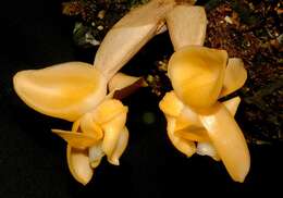 Image of Stanhopea annulata Mansf.