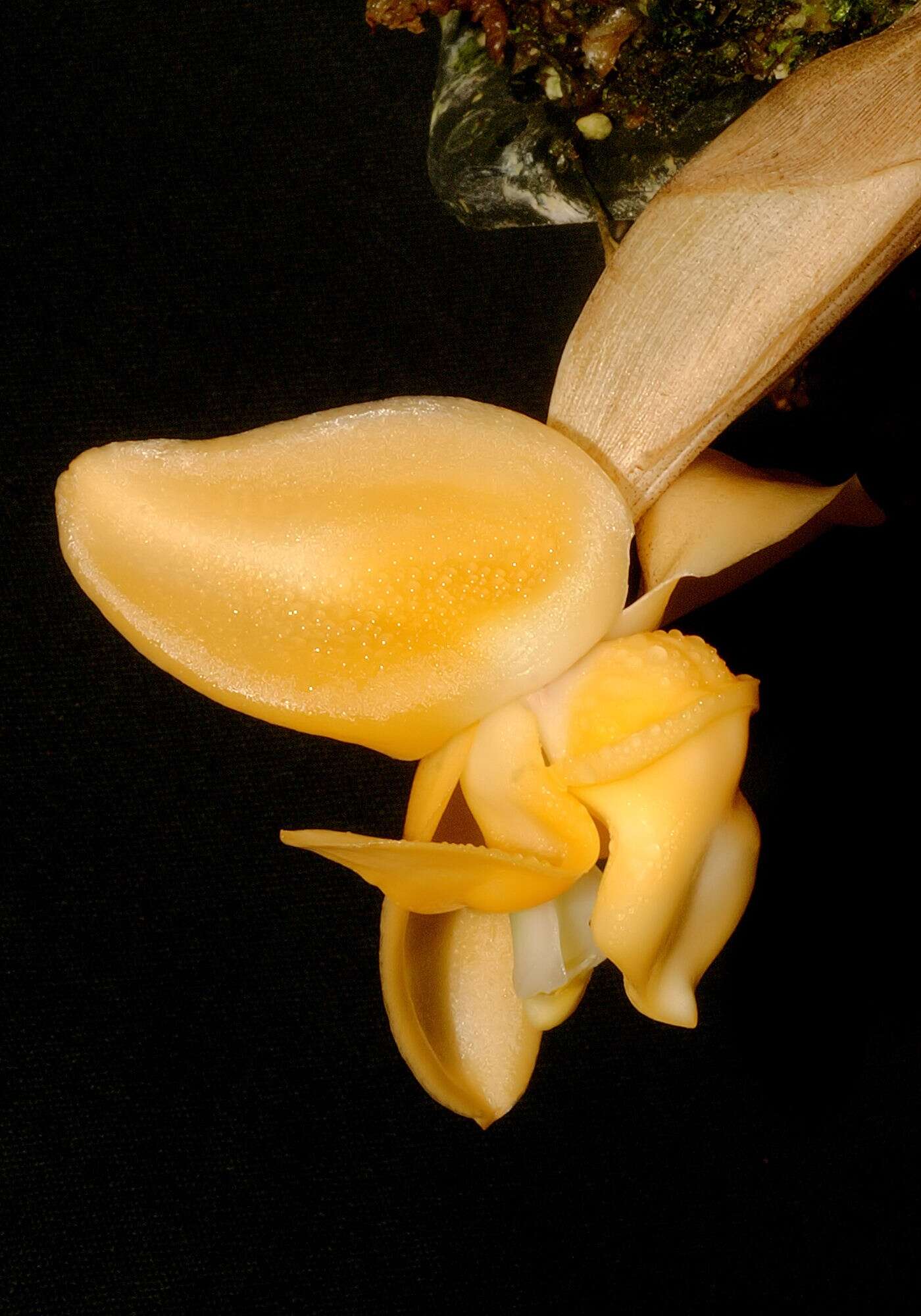 Image of Stanhopea annulata Mansf.