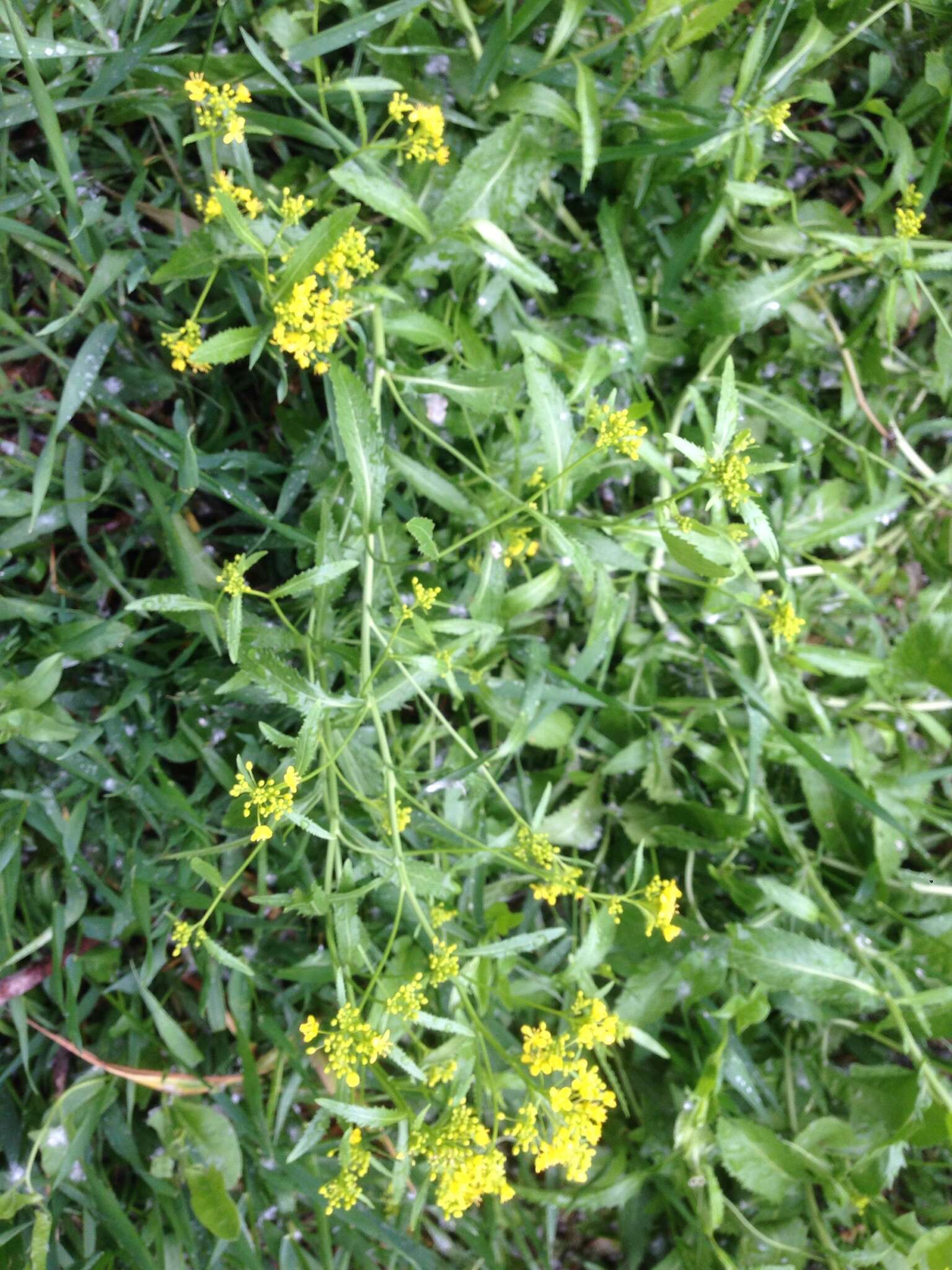 Image of Austrian Field Cress