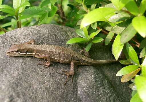 Image of Japanese Grass Lizard