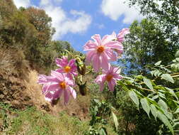 Image of Dahlia tenuicaulis P. D. Sorensen