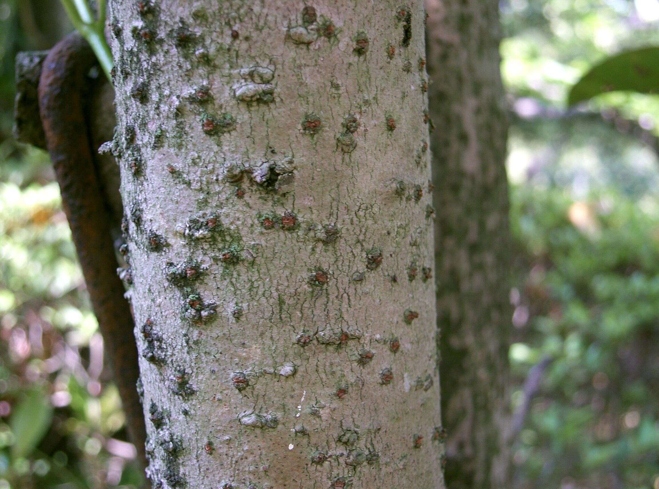 Image of Viburnum odoratissimum Ker-Gawl.