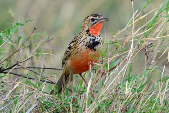 Image of Rosy-breasted Longclaw