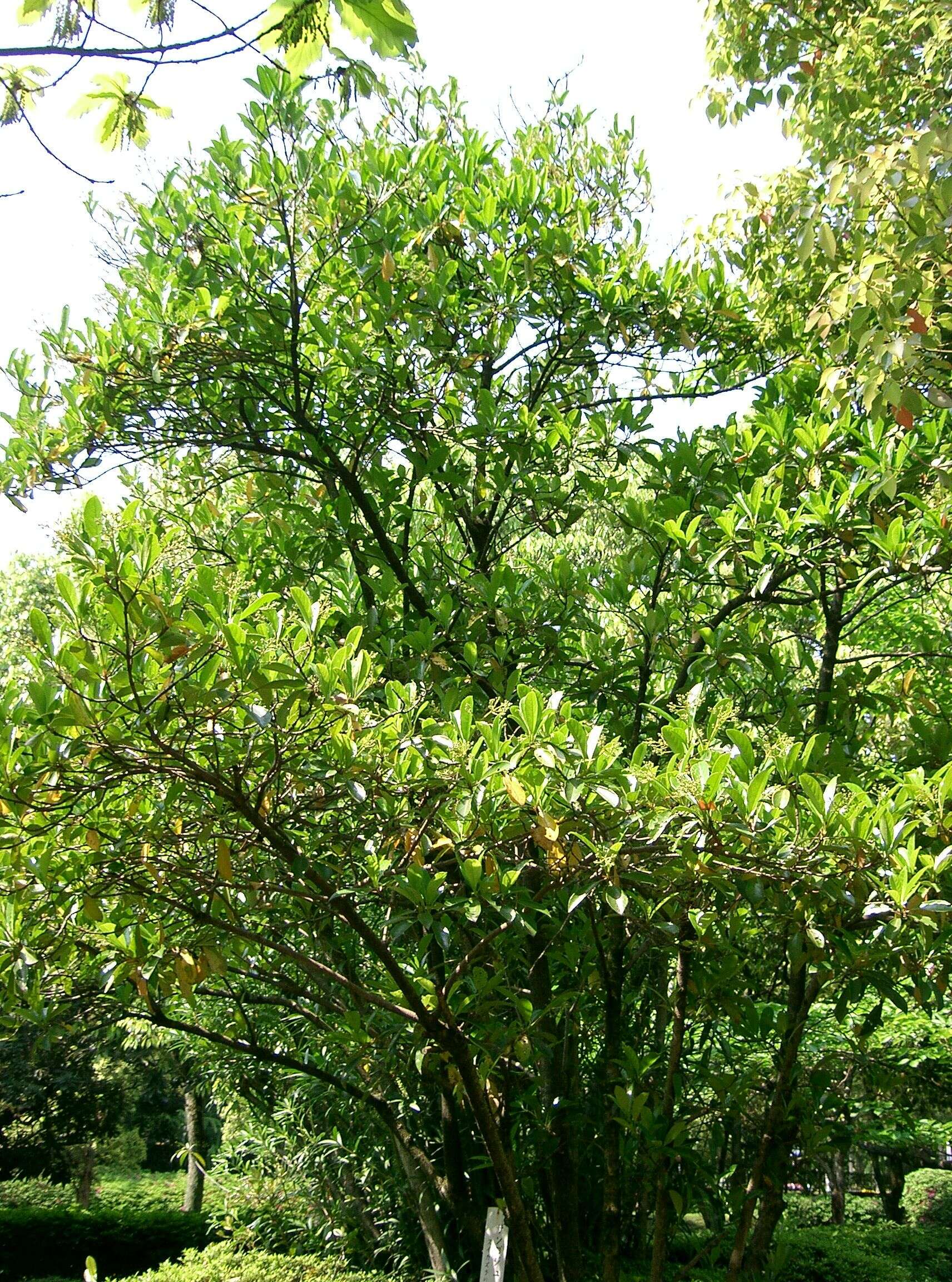 Image of Viburnum odoratissimum Ker-Gawl.