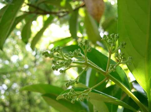 Image of Viburnum odoratissimum Ker-Gawl.