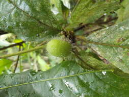 Image de Cordia nodosa Lam.