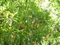 Image of Viburnum odoratissimum Ker-Gawl.