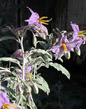 Image de Solanum elaeagnifolium Cav.