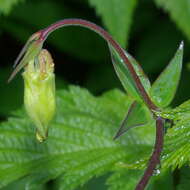 Image of western columbine