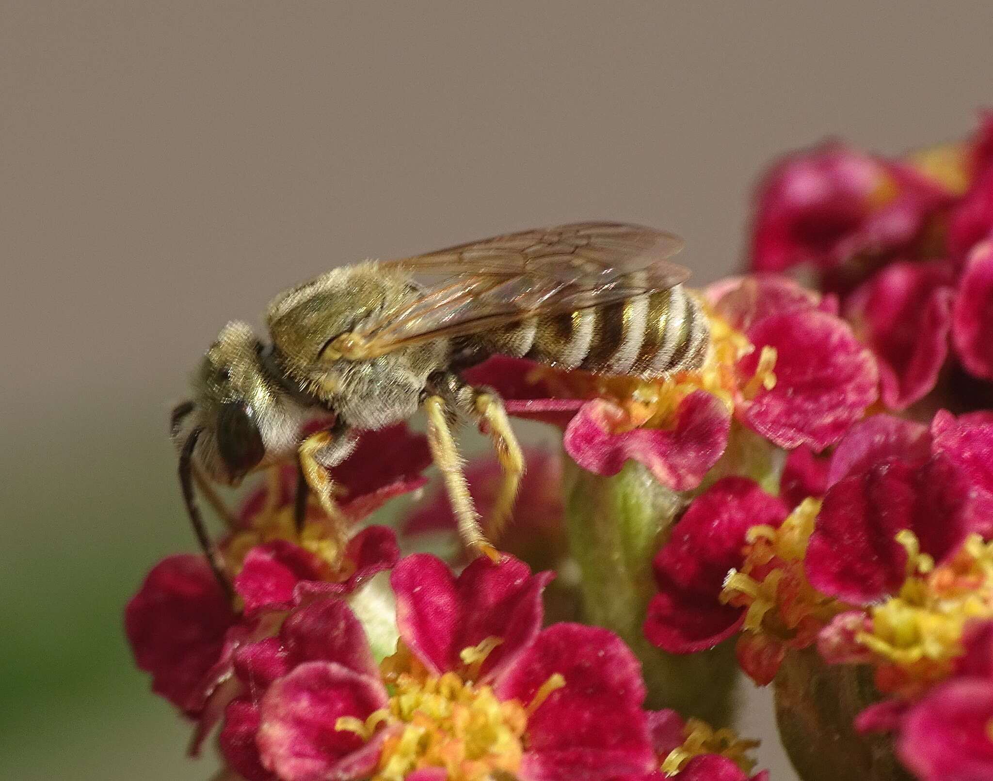 Image of Golden Furrow Bee