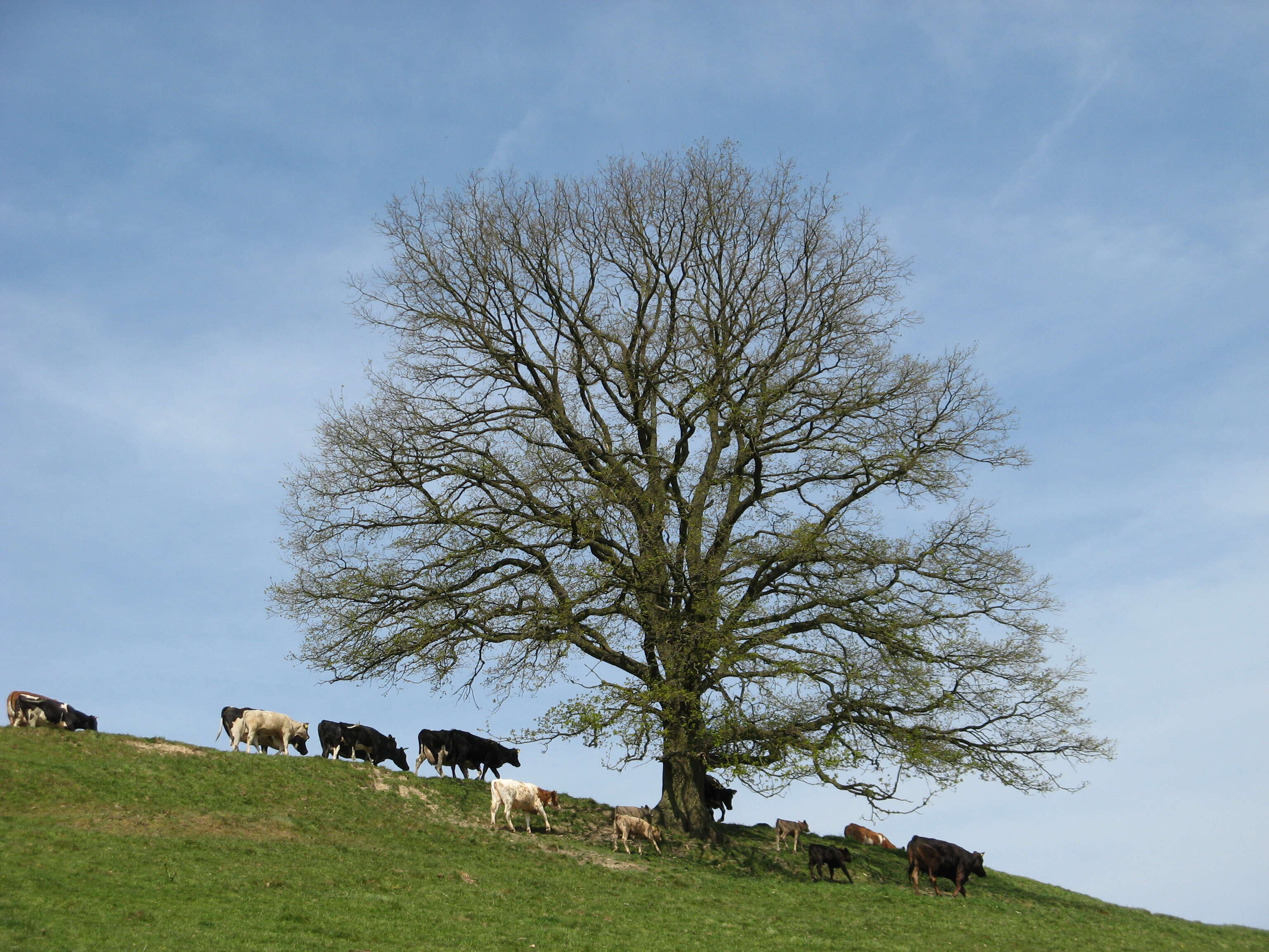 Image de Chêne Pédonculé