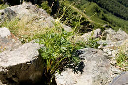 Imagem de Anemonastrum narcissiflorum subsp. narcissiflorum