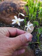 Image of Hesperantha bachmannii Baker