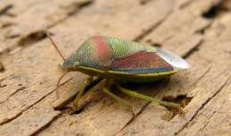 Image of Piezodorus lituratus (Fabricius 1794)