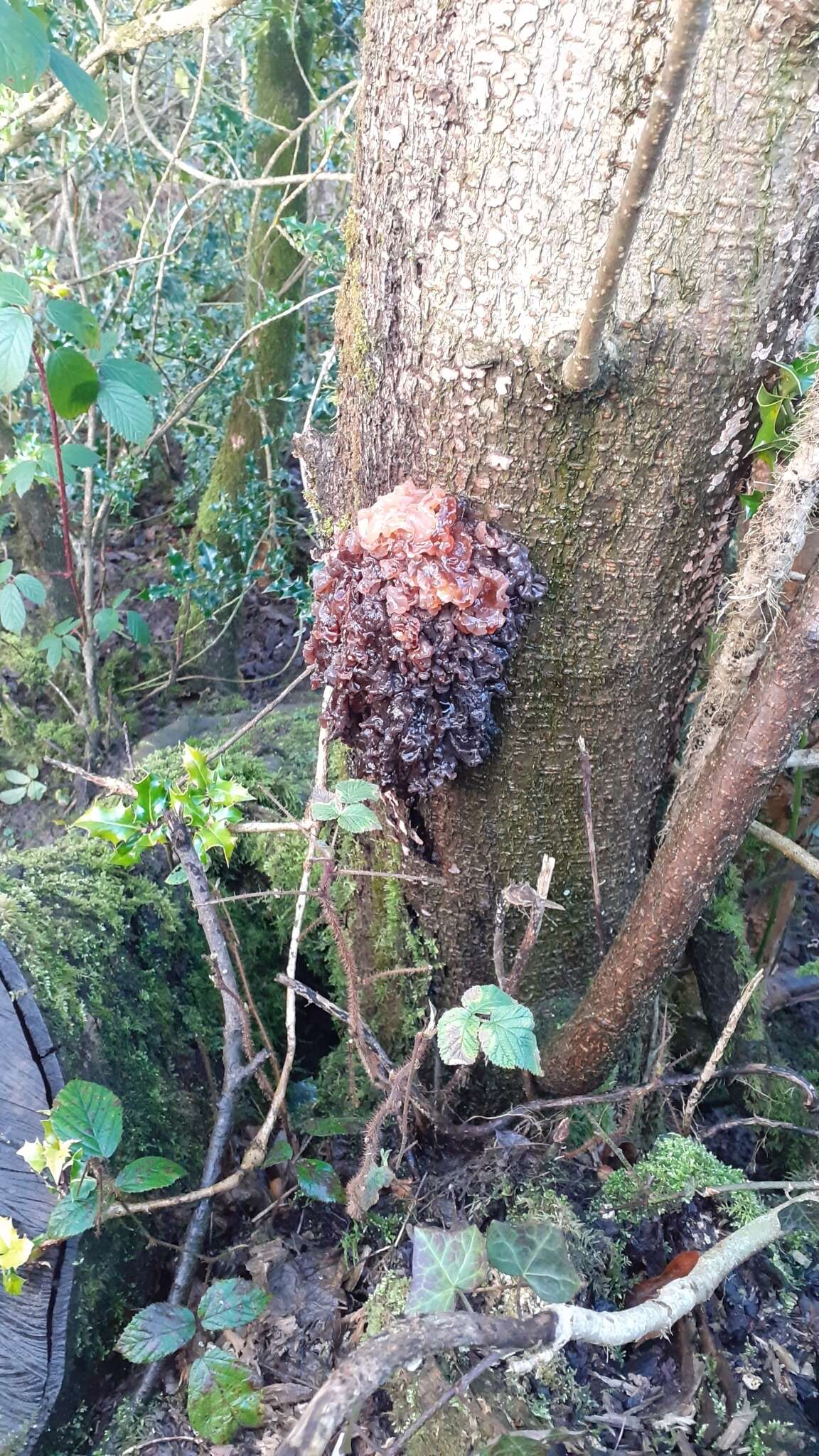 Image of Phaeotremella frondosa (Fr.) Spirin & Malysheva