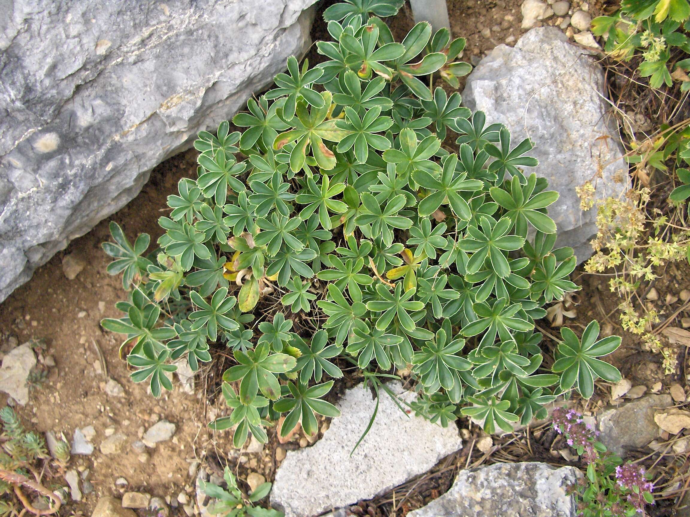 Image of Alpine Lady's-mantle