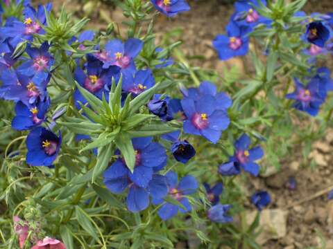 Image of Scarlet pimpernel