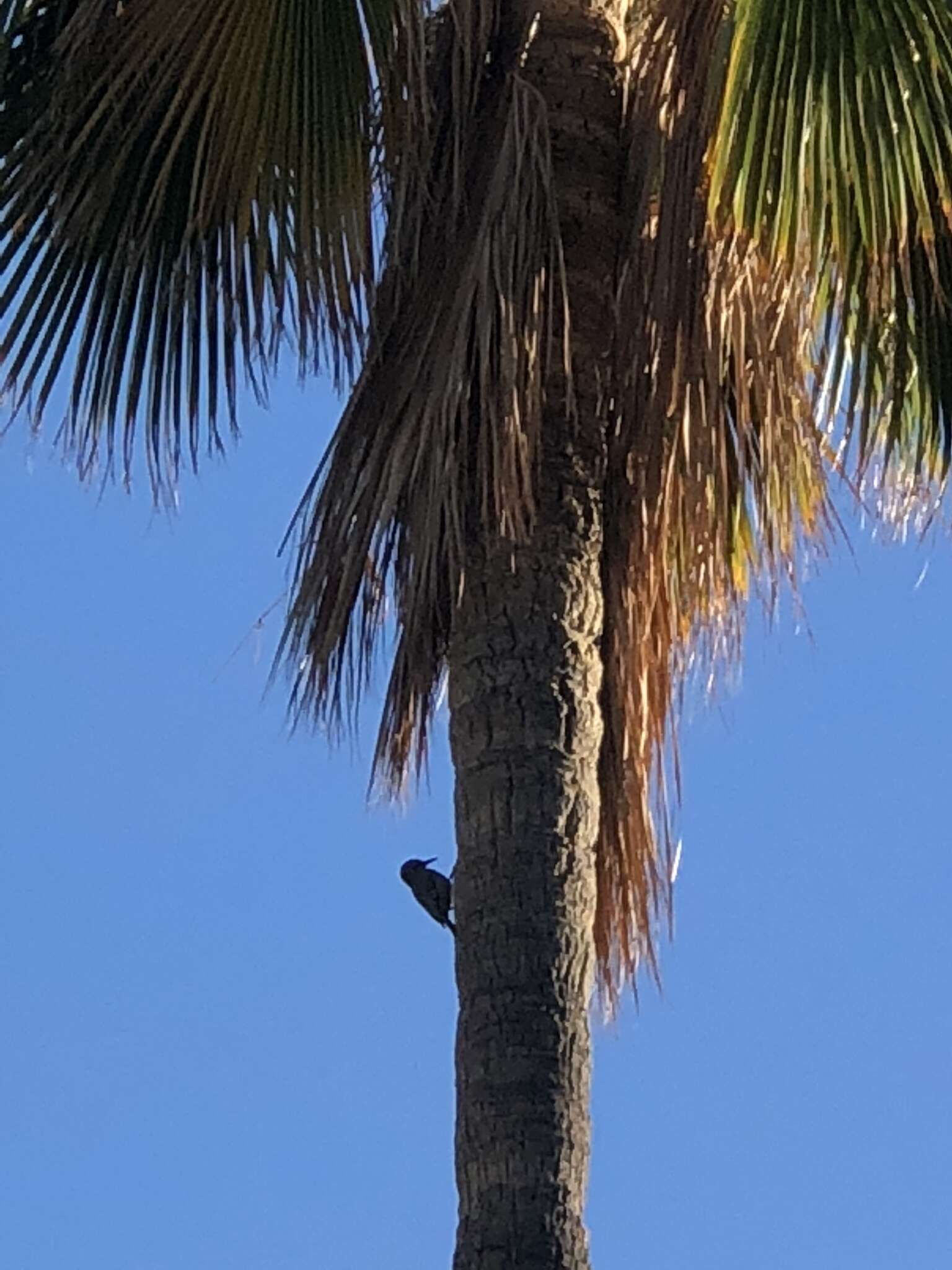 Image of Gilded Flicker