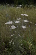 Image of Queen Anne's lace