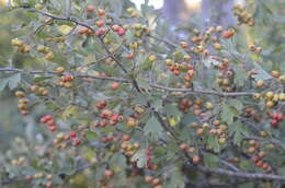 Image of Common Hawthorn