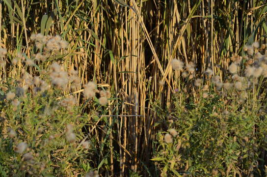 Image of common reed