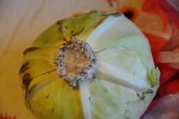 Image of white cabbage