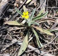 Image of Goodenia willisiana R. Carolin