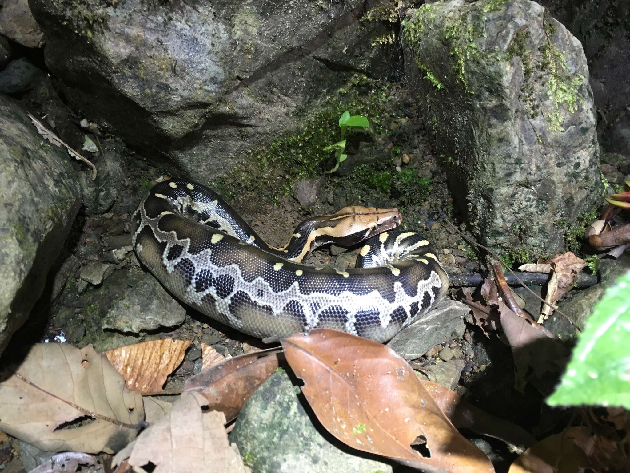 Image of Bornean Short-tailed Python