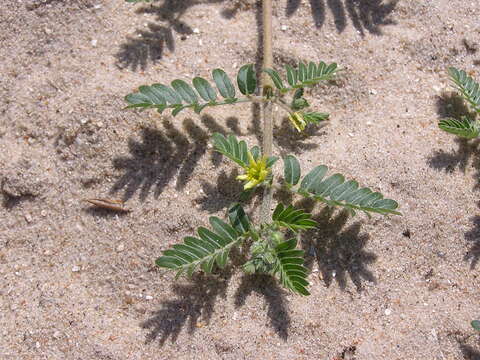 Image de Tribulus